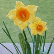 Daffodils