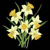 embroidery designs