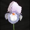 embroidery designs