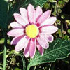 embroidery designs
