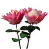 embroidery designs