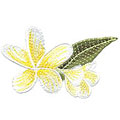 Frangipani