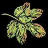 embroidery designs