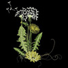 embroidery designs