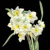 embroidery designs