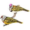 embroidery designs
