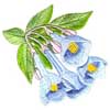 embroidery designs
